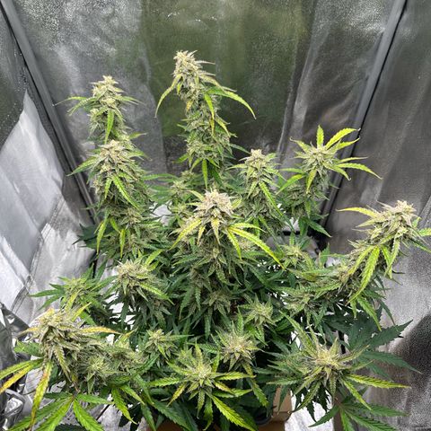 Janinha  growlog timeline photo