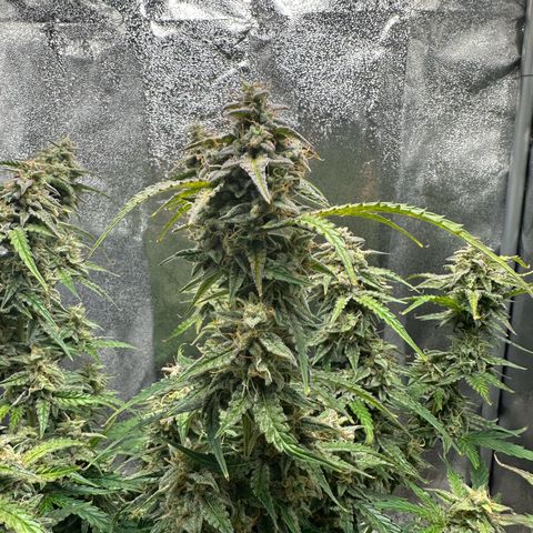 Janinha  growlog timeline photo