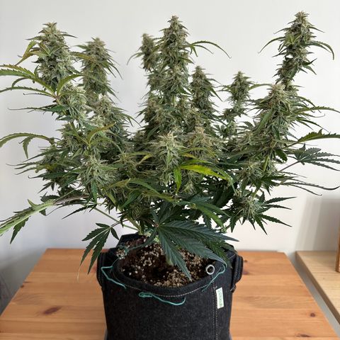 Janinha  growlog timeline photo