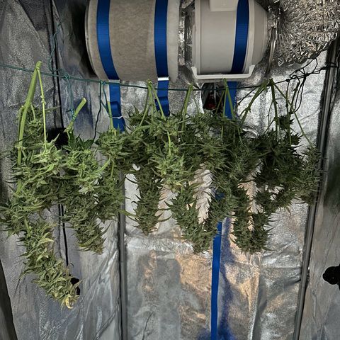 Janinha  growlog timeline photo