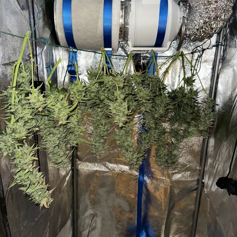 Janinha  growlog timeline photo