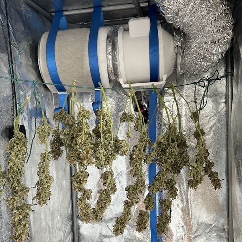 Janinha  growlog timeline photo