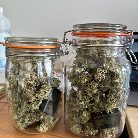 Janinha  growlog timeline photo