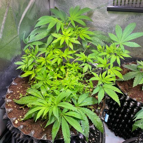 Lemon Shining Silver Haze  growlog timeline photo