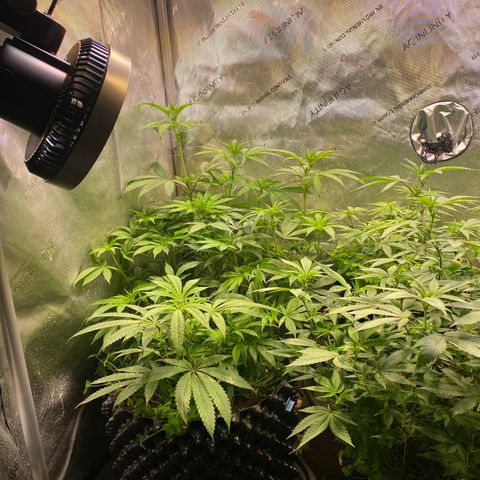 Lemon Shining Silver Haze  growlog timeline photo