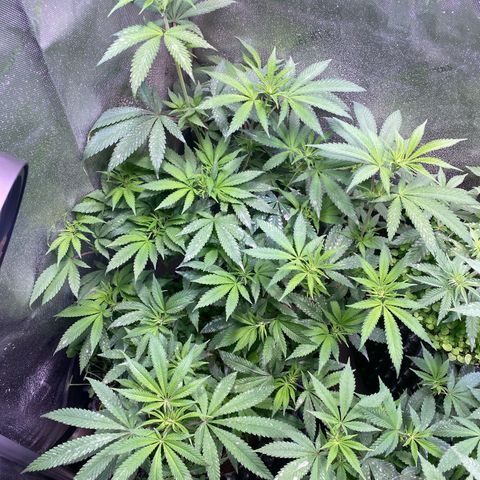 Lemon Shining Silver Haze  growlog timeline photo