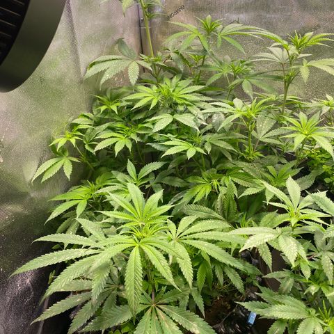 Lemon Shining Silver Haze  growlog timeline photo