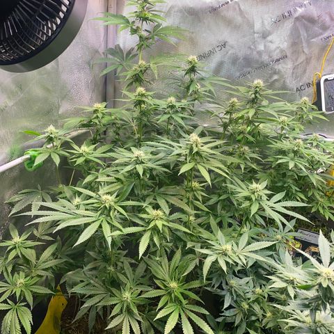 Lemon Shining Silver Haze  growlog timeline photo