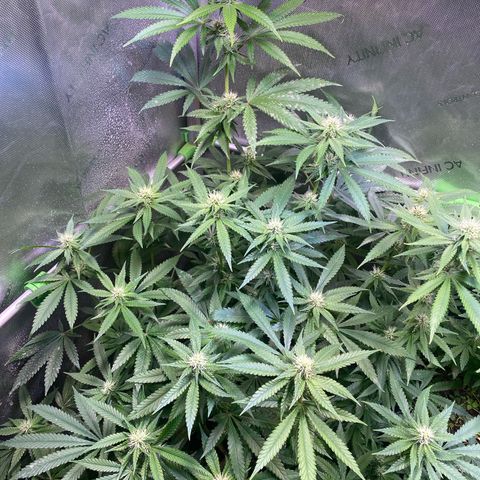 Lemon Shining Silver Haze  growlog timeline photo