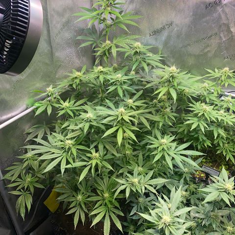 Lemon Shining Silver Haze  growlog timeline photo