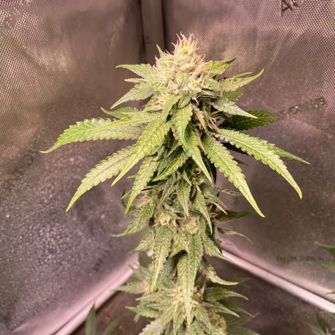 Lemon Shining Silver Haze  growlog timeline photo