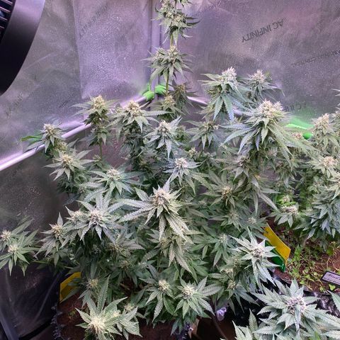 Lemon Shining Silver Haze  growlog timeline photo