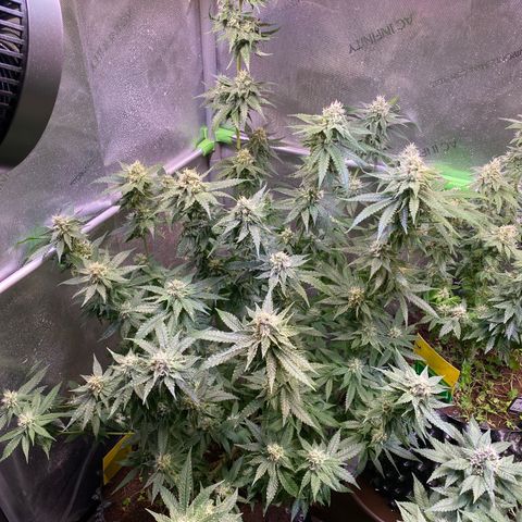 Lemon Shining Silver Haze  growlog timeline photo