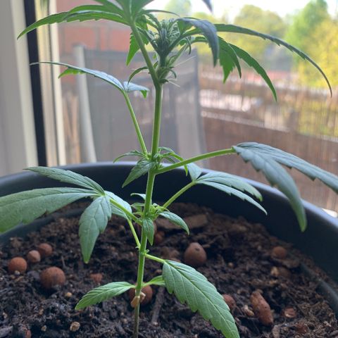 GG-48 Nirvana Seeds growlog photo: Bilder ohne spezifische Daten
