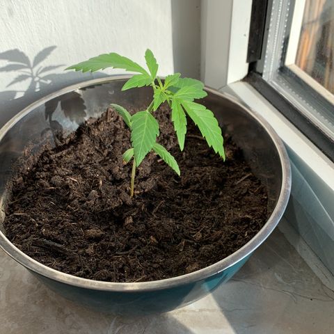 GG-48 Nirvana Seeds growlog photo: Bilder ohne spezifische Daten