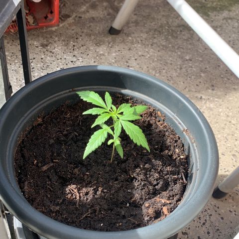 GG-48 Nirvana Seeds growlog photo: Bilder ohne spezifische Daten