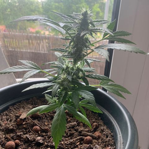 GG-48 Nirvana Seeds growlog photo: Bilder ohne spezifische Daten