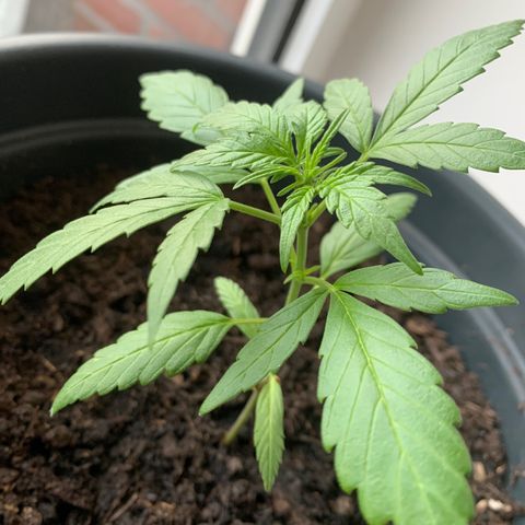 GG-48 Nirvana Seeds growlog photo: Bilder ohne spezifische Daten