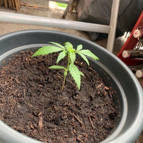 GG-48 Nirvana Seeds growlog photo: Bilder ohne spezifische Daten