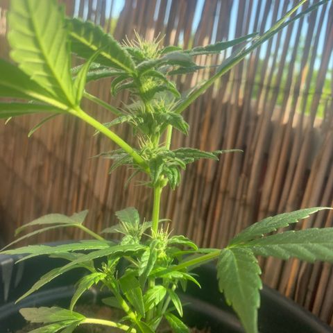 GG-48 Nirvana Seeds growlog photo: Bilder ohne spezifische Daten