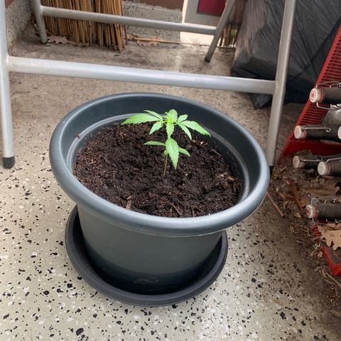GG-48 Nirvana Seeds growlog photo: Bilder ohne spezifische Daten
