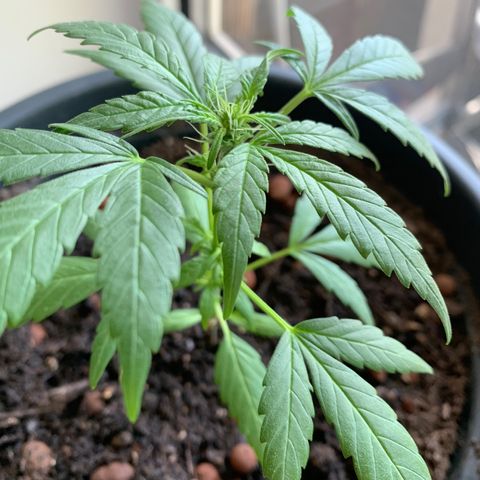 GG-48 Nirvana Seeds growlog photo: Bilder ohne spezifische Daten