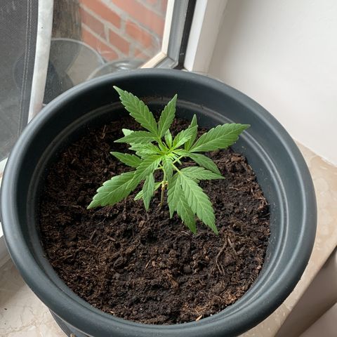 GG-48 Nirvana Seeds growlog photo: Bilder ohne spezifische Daten