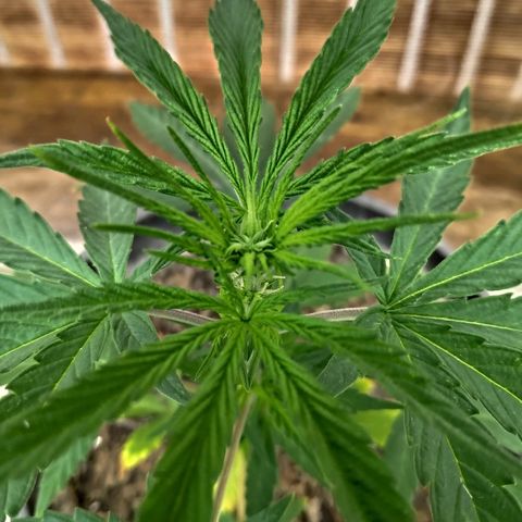 ♀️Mangava de Itacaré 🐝  growlog timeline photo