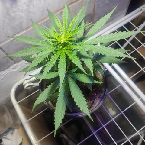 ♀️Mangava de Itacaré 🐝  growlog timeline photo