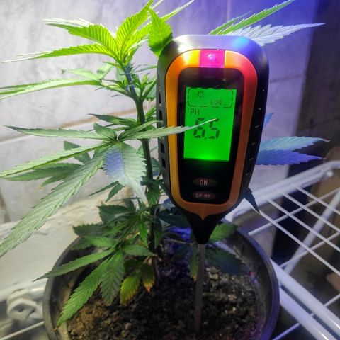 ♀️Mangava de Itacaré 🐝  growlog timeline photo