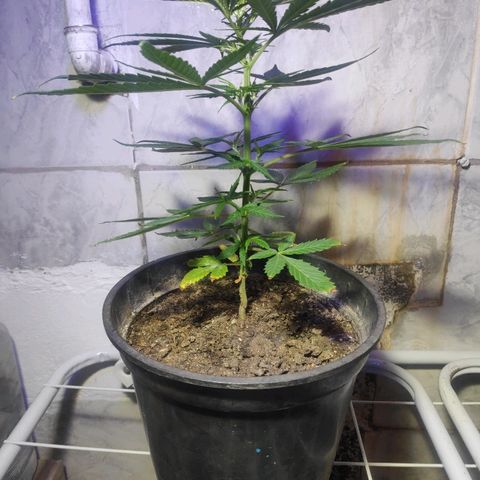 ♀️Mangava de Itacaré 🐝  growlog timeline photo