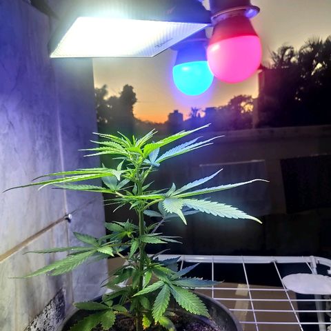 ♀️Mangava de Itacaré 🐝  growlog timeline photo