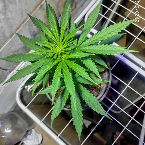 ♀️Mangava de Itacaré 🐝  growlog timeline photo
