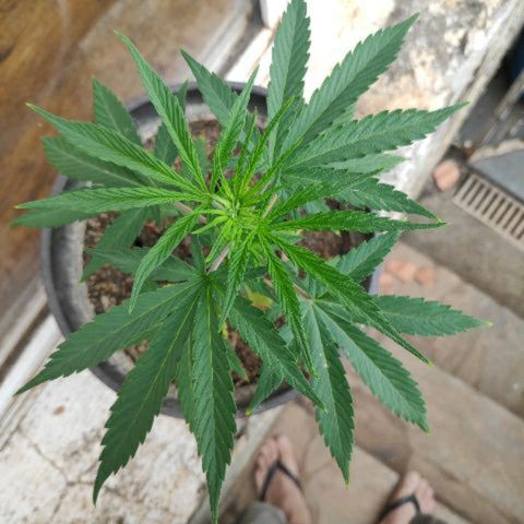 ♀️Mangava de Itacaré 🐝  growlog timeline photo