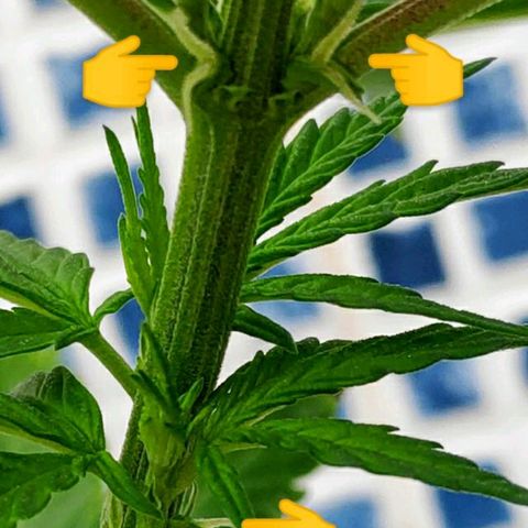 ♀️Mangava de Itacaré 🐝  growlog timeline photo