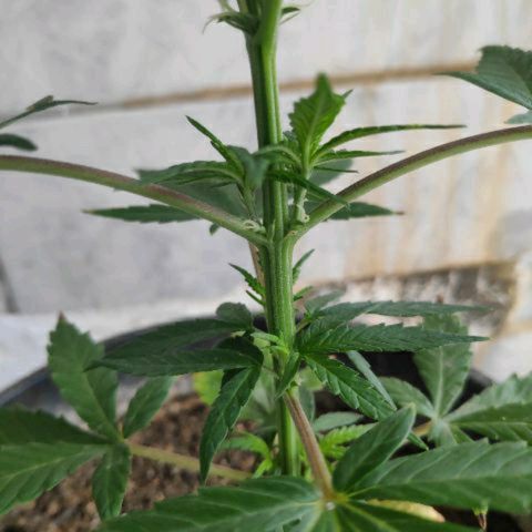 ♀️Mangava de Itacaré 🐝  growlog timeline photo