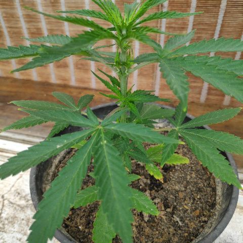 ♀️Mangava de Itacaré 🐝  growlog timeline photo