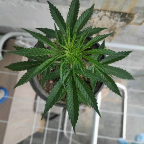 ♀️Mangava de Itacaré 🐝  growlog timeline photo
