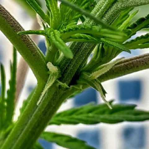 ♀️Mangava de Itacaré 🐝  growlog timeline photo
