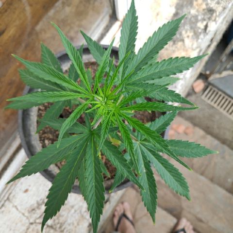 ♀️Mangava de Itacaré 🐝  growlog timeline photo