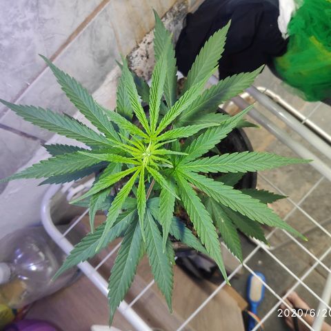 ♀️Mangava de Itacaré 🐝  growlog timeline photo