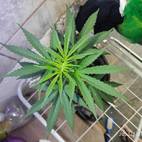 ♀️Mangava de Itacaré 🐝  growlog timeline photo