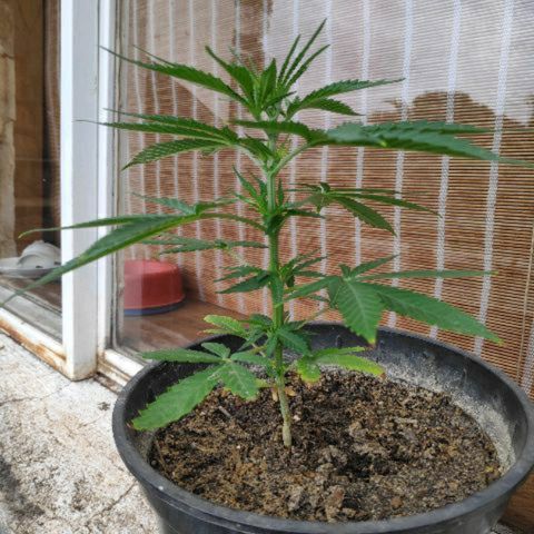 ♀️Mangava de Itacaré 🐝  growlog timeline photo