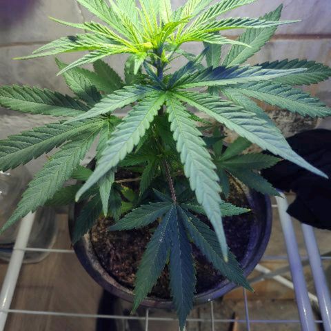 ♀️Mangava de Itacaré 🐝  growlog timeline photo