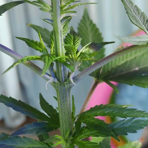 ♀️Mangava de Itacaré 🐝  growlog timeline photo