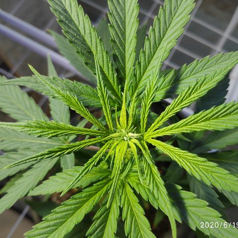 ♀️Mangava de Itacaré 🐝  growlog timeline photo