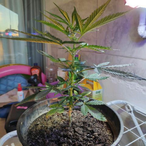 ♀️Mangava de Itacaré 🐝  growlog timeline photo