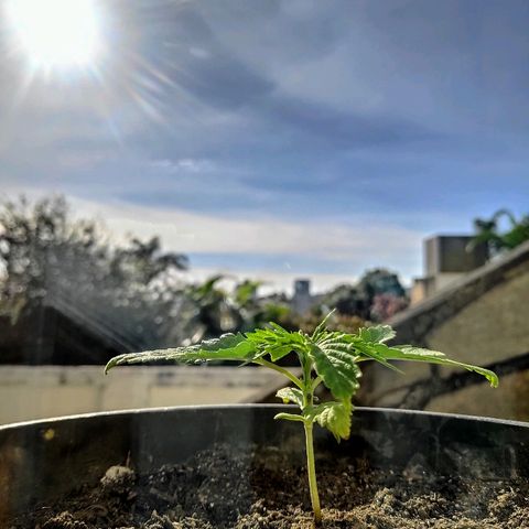 ♀️Mangava de Itacaré 🐝  growlog timeline photo
