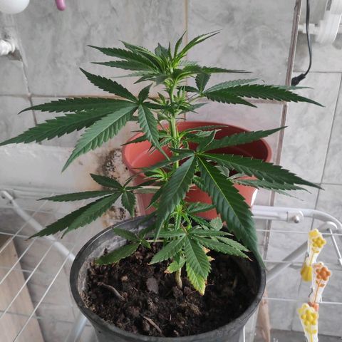 ♀️Mangava de Itacaré 🐝  growlog timeline photo