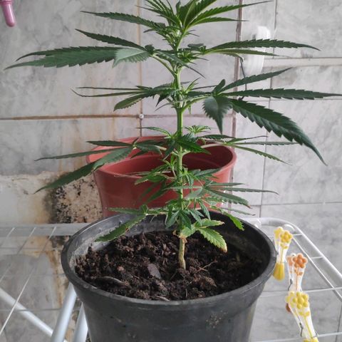 ♀️Mangava de Itacaré 🐝  growlog timeline photo